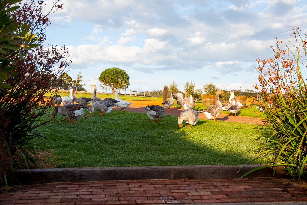The Singlefile geese